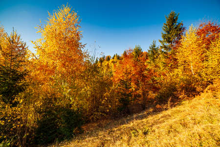 Autumn day Ukrainian Carpathians colorful trees, with the sun shining haze gentle rays with spectacular lighting effects. beech birch is very beautiful on the background of blue mountainsの写真素材