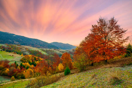 Ukraine. Warm autumn in the Carpathians. Very beautiful picturesque, beech, birch and pine forests on the slopes of the Synevyr Mountains glow with bright colors against the backdrop of sunset.の写真素材
