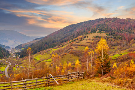 Carpathians, Ukraine. A wonderful forest glade with flowers in the cool shade of trees on a hot summer evening.の写真素材