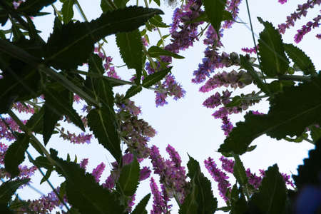 Bottom view of beautiful wild wildflowers in the middle of green ears. above the flowers blue clear sky.の写真素材