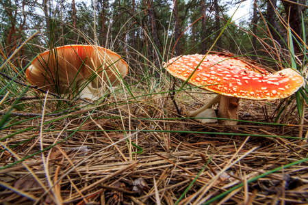 Amanita muscaria with blueberry bush on the edge of the forest lit by the rays of the sun. Close up view from ground level, focus on the mushroomの写真素材