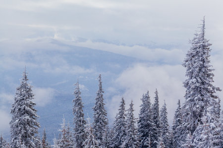 Winter Forest clouds Landscape aerial view trees background Travel serene sceneryの写真素材