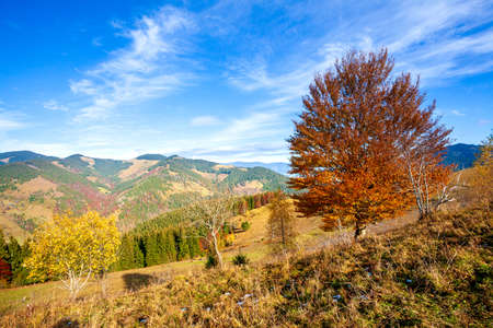 tree on hillside on autumn mountains. beautiful bright landscape with hazy mountain ridge in a distanceの写真素材