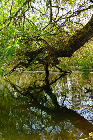 Lush green and old forests in Kharkiv National Park with high biodiversity, Ukraine.の写真素材