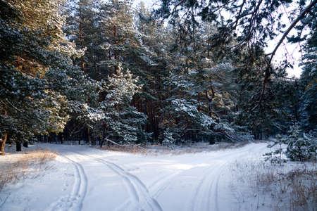 winter landscape, nature covered with snow at winter sunsetの写真素材