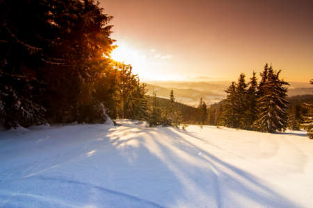 Wonderful wintry landscape. Winter mountain forest. frosty trees under warm sunlight. picturesque nature scenery. creative artistic image. winter holyday background.の写真素材