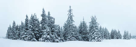Fantastic winter landscape with snowy trees. Carpathians, Ukraine, Europeの写真素材