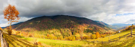 Magical yellow trees glowing in the sun. Wonderful unusual and beautiful scene. Tourist attraction. Location Carpathian mountains, Ukraine. World of beauty.の写真素材