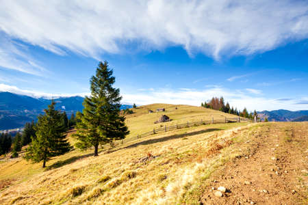tree on hillside on autumn mountains. beautiful bright landscape with hazy mountain ridge in a distanceの写真素材