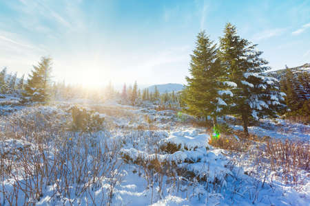 Ukraine. A picturesque view of the mountains, overgrown with forest and covered with snow. Landscape with Carpathian mountains and white snow. Beautiful winter panorama of mountains and snow.の写真素材
