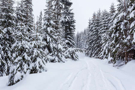 Frozen snow-covered fir forest after snowfall and gray sky in haze at winter day. Carpathian Mountains, Ukraineの写真素材