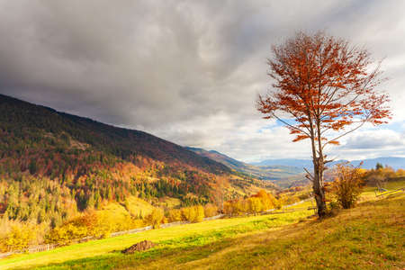 Magical yellow trees glowing in the sun. Wonderful unusual and beautiful scene. Tourist attraction. Location Carpathian mountains, Ukraine. World of beauty.の写真素材