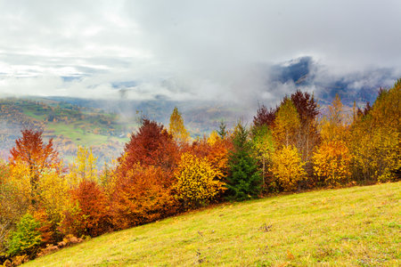 beautiful autumn forest landscape with yellow foliage on trees and green firs in the distance, beautiful storm cloudsの写真素材