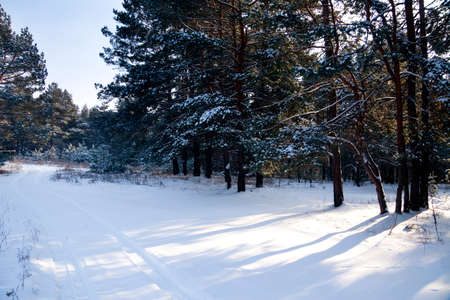 winter landscape, nature covered with snow at winter sunsetの写真素材