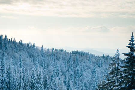 Carpathian mountains, Ukraine. Beautiful winter landscape. The forrest ist covered with snow.の写真素材