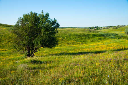 Scenic farmlands landscape with lush green pasture hills and golden canola in bloomの写真素材