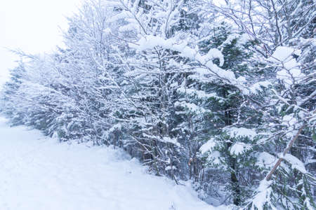 Beautiful winter landscape with snow covered trees. Winter mountains.