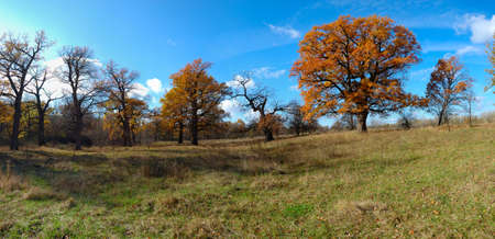 Aumnal colored foliage of oak tree. Ukraine. National parkの写真素材