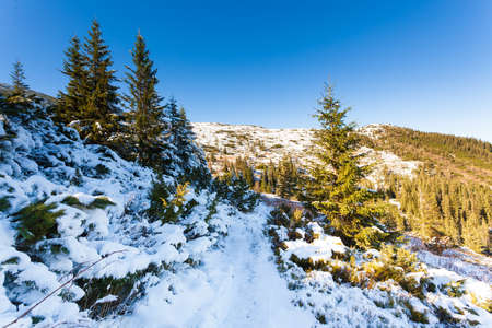 Ukraine. A picturesque view of the mountains, overgrown with forest and covered with snow. Landscape with Carpathian mountains and white snow. Beautiful winter panorama of mountains and snow.の写真素材