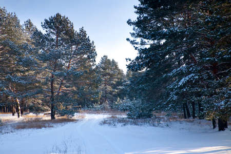 winter landscape, nature covered with snow at winter sunsetの写真素材