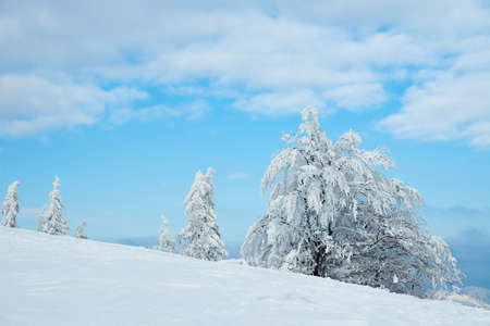 Carpathian mountains, Ukraine. Beautiful winter landscape. The forrest ist covered with snow.の写真素材