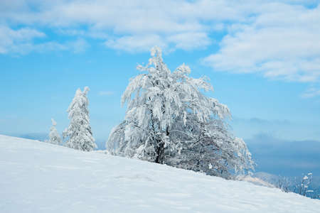 Carpathian mountains, Ukraine. Beautiful winter landscape. The forrest ist covered with snow.の写真素材