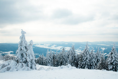 Carpathian mountains, Ukraine. Beautiful winter landscape. The forrest ist covered with snow.の写真素材