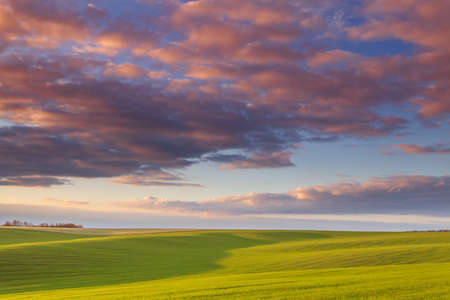 Wheat field with blue skies, clouds. Nature Landscape. Rural Scenery in Ukraine. Rich harvest Concept.の写真素材