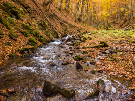 Ukraine. A gentle stream cascades around moss-covered rocks surrounded by trees adorned with autumn foliage in the Carpathians. National Park Shypit Carpathians.の写真素材