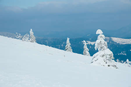 Carpathian mountains, Ukraine. Beautiful winter landscape. The forrest ist covered with snow.の写真素材