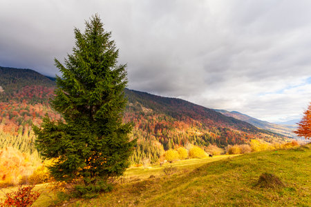 Beautiful morning at autumn mountain valley and small village in it. Panoramic landscape of foggy mountains with haystack and spruce tree.の写真素材