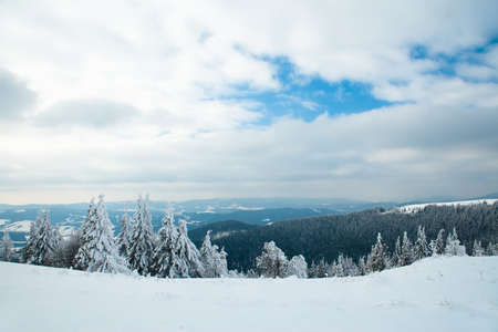Carpathian mountains, Ukraine. Beautiful winter landscape. The forrest ist covered with snow.の写真素材
