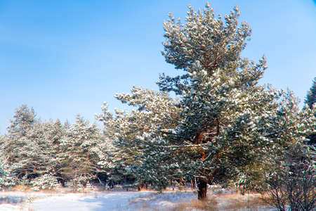 winter landscape, nature covered with snow at winter sunsetの写真素材