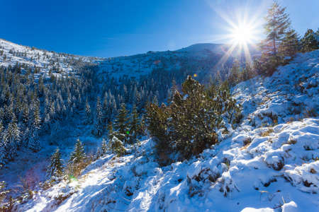 Ukraine. A picturesque view of the mountains, overgrown with forest and covered with snow. Landscape with Carpathian mountains and white snow. Beautiful winter panorama of mountains and snow.の写真素材