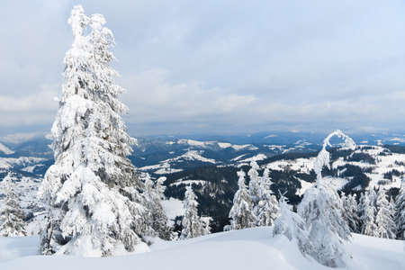 Carpathian mountains, Ukraine. Trees covered with hoarfrost and snow in winter mountains - Christmas snowy backgroundの写真素材