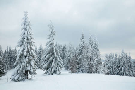 Carpathian mountains, Ukraine. Beautiful winter landscape. The forrest ist covered with snow.の写真素材