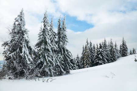 Carpathian mountains, Ukraine. Beautiful winter landscape. The forrest ist covered with snow.の写真素材