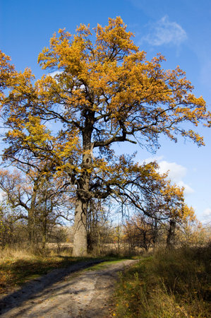 Aumnal colored foliage of oak tree. Ukraine. National parkの写真素材