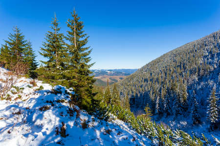 Ukraine. A picturesque view of the mountains, overgrown with forest and covered with snow. Landscape with Carpathian mountains and white snow. Beautiful winter panorama of mountains and snow.の写真素材