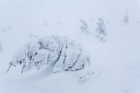 Frozen snow-covered fir forest after snowfall and gray sky in haze at winter day. Carpathian Mountains, Ukraineの写真素材