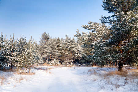 winter landscape, nature covered with snow at winter sunsetの写真素材