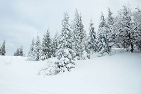 Carpathian mountains, Ukraine. Beautiful winter landscape. The forrest ist covered with snow.の写真素材