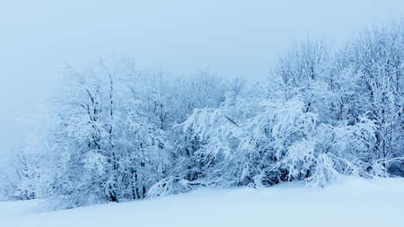 Winter landscape with snowy fir treesの写真素材