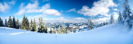 Carpathian mountains, Ukraine. Wonderful snow-covered firs against the backdrop of mountain peaks. Panoramic view of the picturesque snowy winter landscape. Gorgeous and quiet sunny day.の写真素材