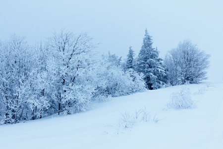 Winter landscape with snowy fir treesの写真素材