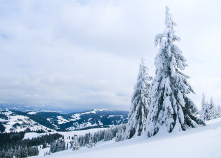 Carpathian mountains, Ukraine. Trees covered with hoarfrost and snow in winter mountains - Christmas snowy backgroundの写真素材