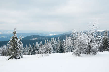 Carpathian mountains, Ukraine. Beautiful winter landscape. The forrest ist covered with snow.の写真素材