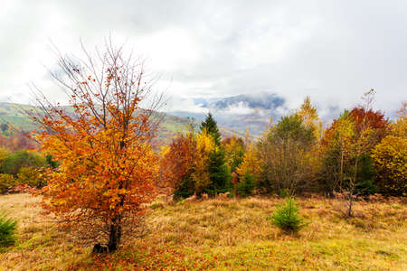 beautiful autumn forest landscape with yellow foliage on trees and green firs in the distance, beautiful storm cloudsの写真素材