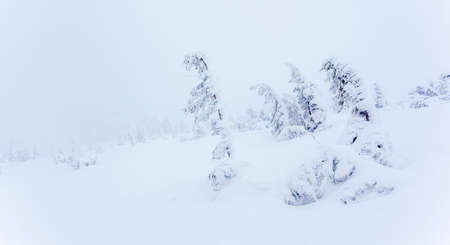 Frozen snow-covered fir forest after snowfall and gray sky in haze at winter day. Carpathian Mountains, Ukraineの写真素材