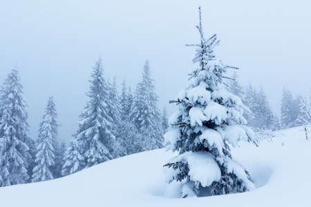 Winter landscape with snowy fir treesの写真素材